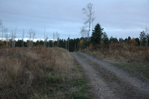 Back road near Dumbbell Lake and Isabella, MN.