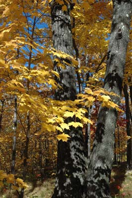 Brilliant autumn color on a maple tree near Duluth, MN.