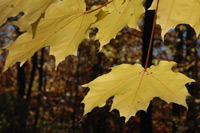Autumn yellow maple leaves at Spirit Mountain Campground, Duluth, Mn.